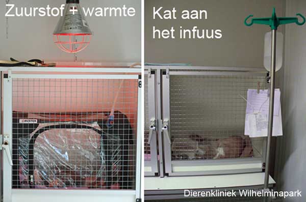 Opname hokken van dierenkliniek wilhelminapark kunnen als intensive care worden gebruikt 